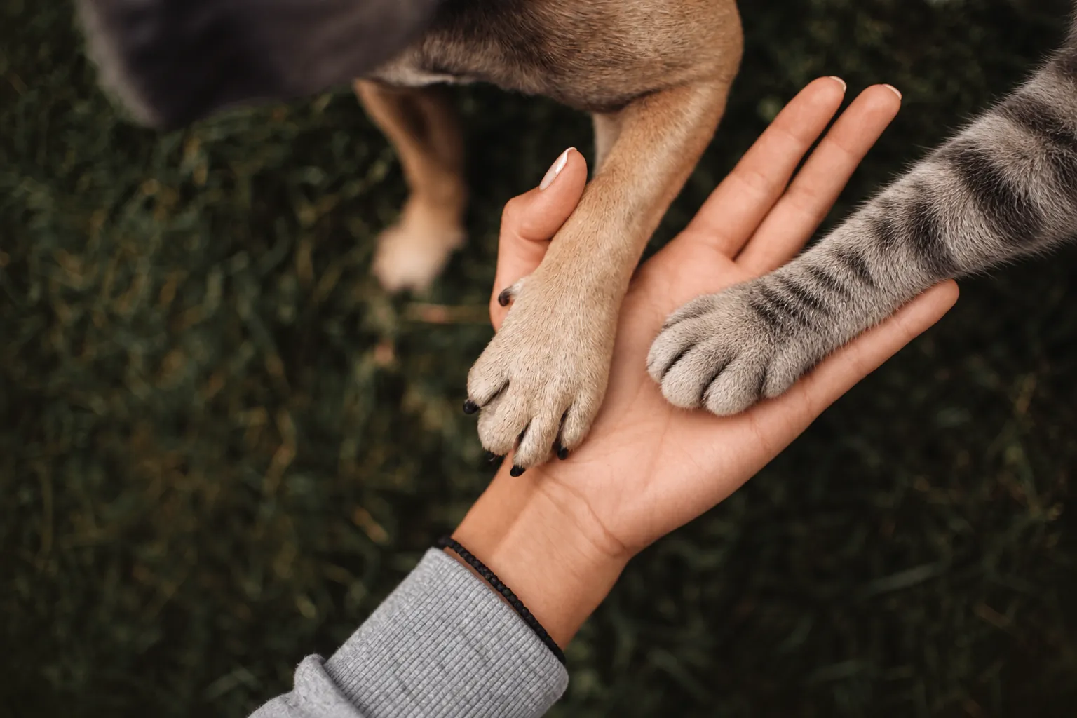 Una mano abierta con la pata de un perro y la de un gato apoyadas encima
