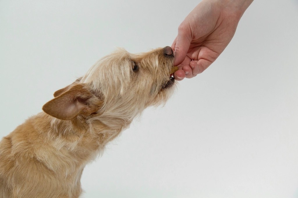 Una mano le da un premio a un perro